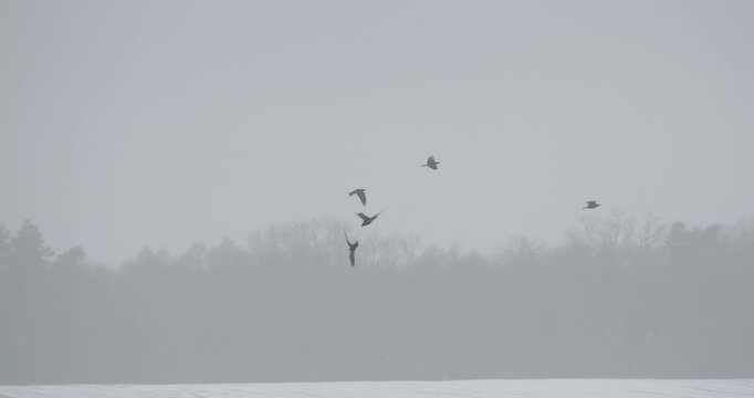 Europe. crows fight for prey in flight. Wild Bird Common Raven - Corvus Corax In Flight above snowy winter field. Slow motion
