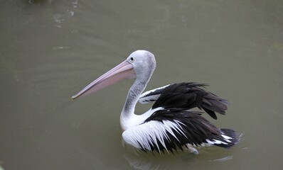 A pelican glides gracefully across the water, its sharp beak ready to catch fish. This aquatic bird thrives in wetlands and coastal areas, showcasing nature’s elegance and precision