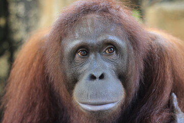 Close-up of an orangutan's face, lost in thought while waiting for its partner. A deep, contemplative gaze captures the emotion and intelligence of this majestic primate