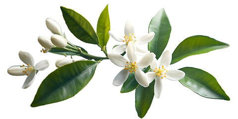 Orange blossom branch with white flowers and leaves isolated on background for a neroli citrus bloom concept , orange blossom