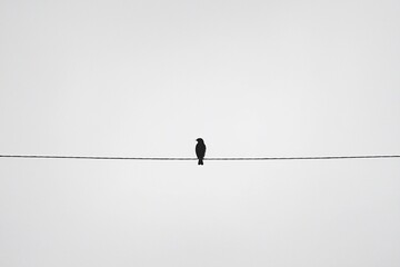 Solitude on a Wire: A Bird's Quiet Moment Against a Gray Sky