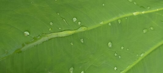 water drops on green taro leaf
