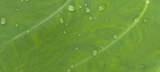 water drops on a taro leaf