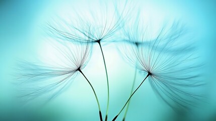 Delicate Dandelion Seed Heads An Artistic Macro on a Serene, Tranquil Blue Background