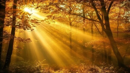 Obraz premium sunlit forest scene with golden rays filtering through autumn foliage.