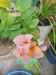 flowers in a pot