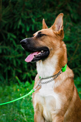 large red dog Malinois German Shepherd portrait against the backdrop of a green garden in a bright collar