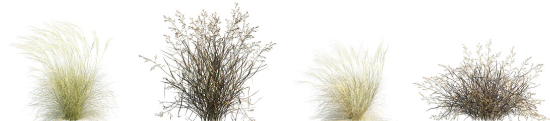 Obraz premium Set of Stipa capillata and Panicum virgatum (commonly known as switchgrass) isolated frontal png on a transparent background perfectly cutout
