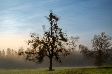 Fototapeta premium Neblige Morgenwiese mit Mistelbaum
