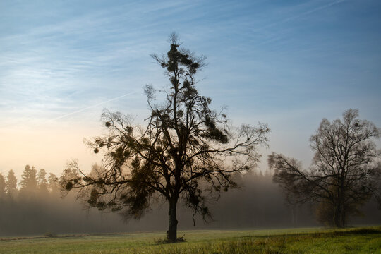 Neblige Morgenwiese mit Mistelbaum