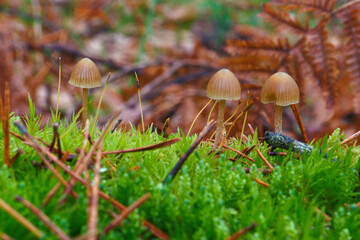 mushrooms, forest, autumn, nature, plants, botany, mountains, na