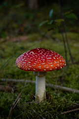 Fliegenpilz auf moosigem Waldboden