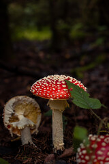 Gruppe Fliegenpilze auf dem Waldboden