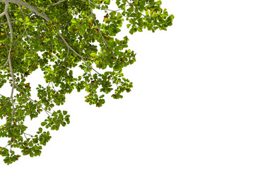 Cut out green leaves isolated on white