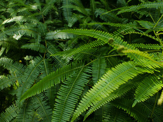 Fresh natural leaves pattern. Beautiful tropical background made with young green fern leaves. Dark and moody feel. Selective focus. Negative space. Concept for design. Flat lay, low-key lighting.
