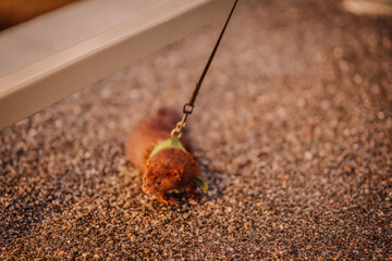 Close-up of a brown mink on a leash with a green harness, standing on gravel. The animal looks alert and is seen from a low angle.