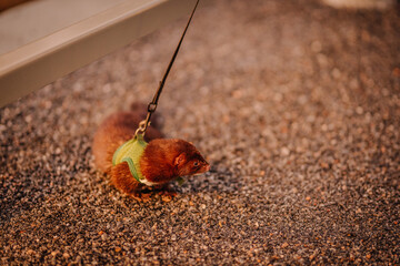 Close-up of a brown mink on a leash with a green harness, standing on gravel. The animal looks alert and is seen from a low angle.