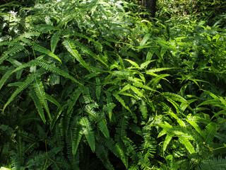 Nature leaves, green tropical forest, backgound concept