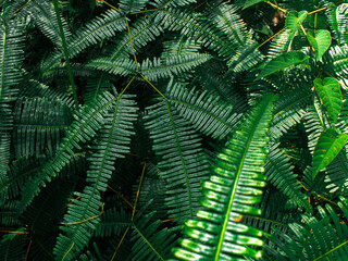 Nature leaves, green tropical forest, backgound concept