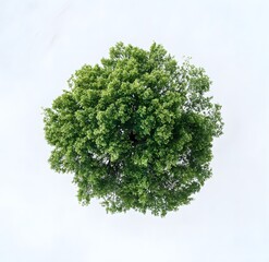 Obraz premium Aerial View of a Lush Green Tree Canopy