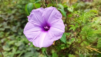 Beautiful Ipomoea nil blooming in a garden setting during early autumn on a clear day
