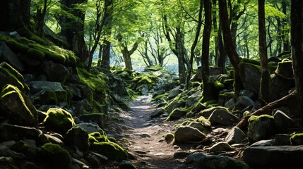 Obraz premium A rocky forest trail with green plants on either side