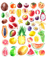 Hand drawn watercolor tropical fruits illustration set. Pineapple, coconut, melon, papaya, guava, mango, grape, peach
