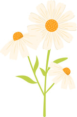 Handdrawn daisy flower illustration