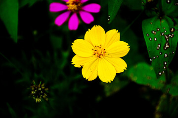 yellow flower in the garden