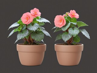 Two potted pink Begonia flowers,  vibrant blooms, lush foliage, terracotta pots, studio shot, elegant home decor, botanical beauty,  indoor plants,  houseplants, bright flowers,  springtime charm