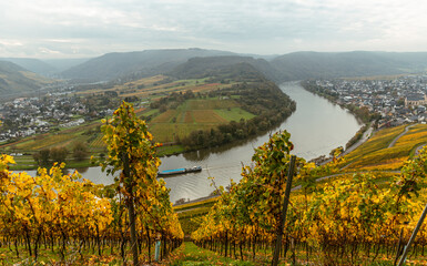 view of the Kroever vineyards in autumn season Germany Moselle River Valley