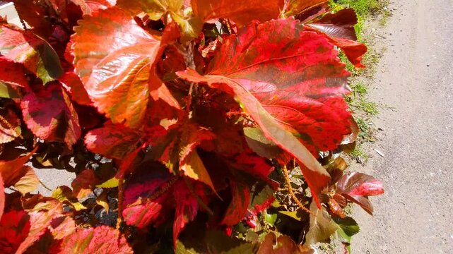 Copperleaf or Jacob&rsquo;s Coat (Acalypha Wilkesiana). A species of the Euphorbiaceae family and Malpighiales order. A perennial red shrub with colored leaves used as an ornamental plant.