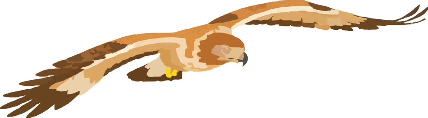 Flock Flying Animal Hawk Wildlife