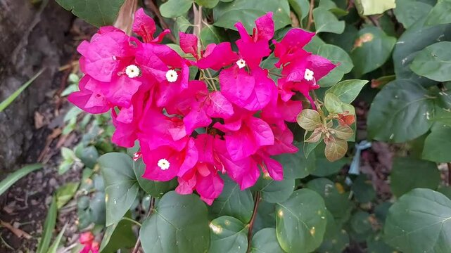 Bougainvillea flowers or pink paper flowers in the garden.