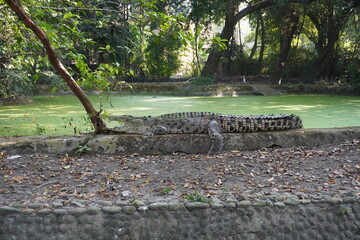 An American alligator is resting near a body of water likely in a zoo or wildlife park