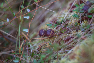 Wild cranberries growing in bog, autumn harvesting