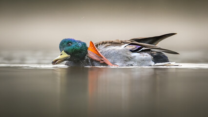 Mallard duck male scratching its head on misty lake