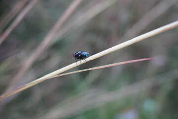 wild fly closeup