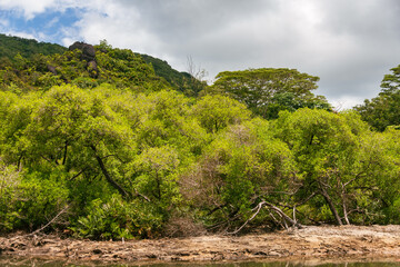 Trees And Bushes Ath The Bank Of A Tidal Creek