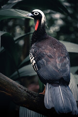 Retrato de una ave del sur de brasil, en un estilo dark mody. El ave es una aburria jacutinga, o pavón de cara negra