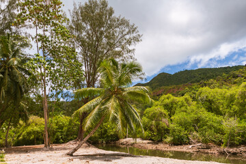 Beautiful Intertidal Zone With Palms And Mangroves