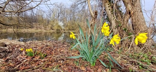 Obraz premium narzisse