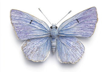 Fototapeta premium Beautiful Isolated Butterfly on a White Background, Showcasing Delicate Details and Vibrant Colors, Perfect for Nature and Wildlife Themes in Stock Photography