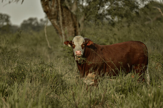 Braford Chaco Paragua