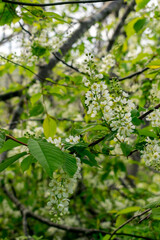 Bird cherry blossoms. Lots of little white bird cherry flowers. Feeling of spring, innocence and new beginnings.