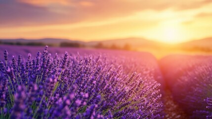 Fototapeta premium Sunset Glow Illuminates Lavender Field