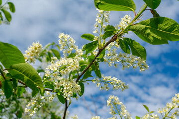 Bird cherry blossoms. Lots of little white bird cherry flowers. Feeling of spring, innocence and new beginnings.