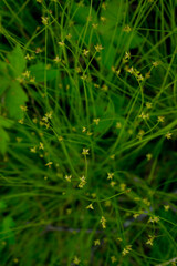 yellow flowers and grass