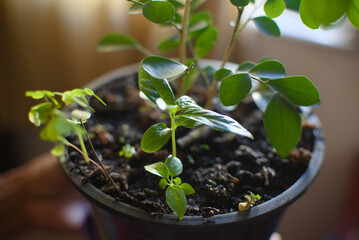 Pepper seedling planted in a pot indoors. Home gardening concept