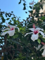 pink hibiscus flower